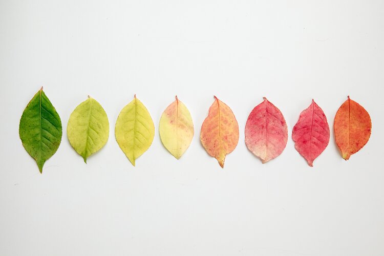 flat-lay-of-autumn-leaves-changing-color